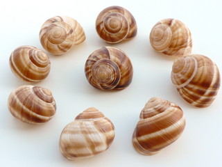 Set of clam molluscs shells isolated on white background, a snail shell collection
