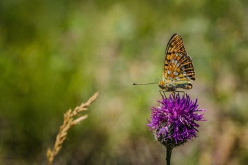 High Brown Fritillary butterfly sitting on purple knapweed flower growing in a meadow on a sunny summer day. Blurry green and yellow background.