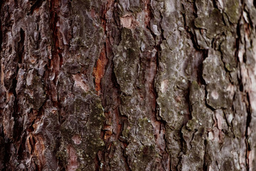 Old bark macro