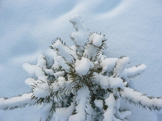 Snowy fir branch on a winter background. Pine or fir tree in the snow. Pine needles in the snow.