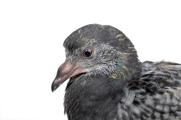 pigeon