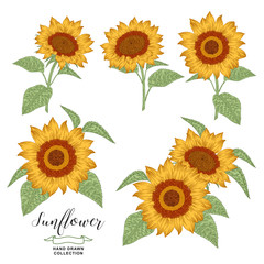 Sunflowers set. Hand drawn colorful sunflowers isolated on white background. Autumn flowers compositions. Vector illustration botanical. Vintage engraving style.