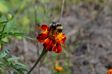 a bee on a red flower collects nectar to produce honey in a hive