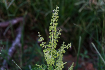 Basil flowers. Popular to cook Thai food.