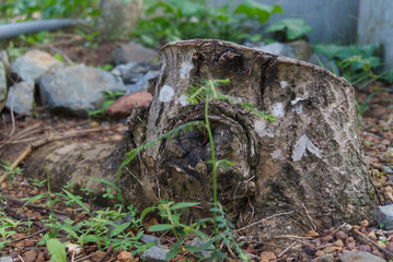 tree cut nature is destroyed.  Blurred tree picture.