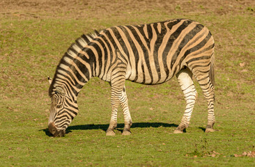 Fototapeta na wymiar zebra grazing on grass in sun light