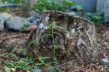 tree cut nature is destroyed.  Blurred tree picture.