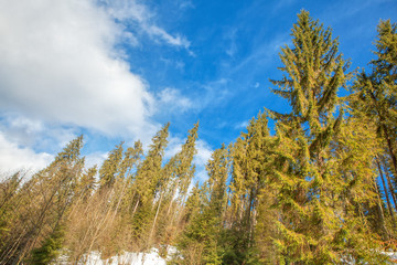 tall pines against blue sky