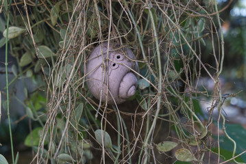 Obraz premium shell hung with a tree.