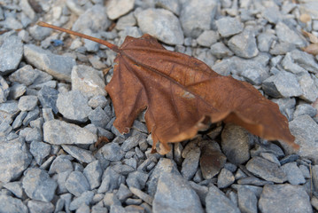 Brown dry leaves on the rock
