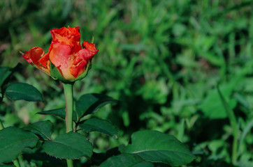 red rose flower on a background of green leaves, summer day in the garden