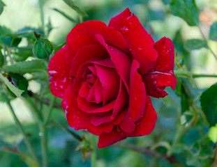 red rose flower on a background of green leaves, summer day in the garden