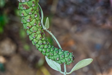 Ornamental Hemp cactus with nature background.