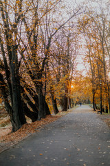 Patch in Park at Autumn Sunset