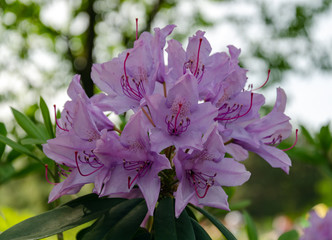 Rhododendron inflorescence on a bush with green leaves on a sunny day in the garden