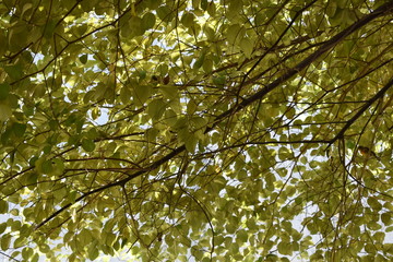 arbres