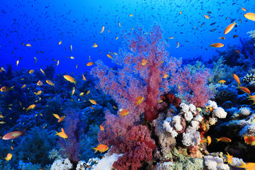 Fototapeta na wymiar Beautiful soft corals on Elphinstone reef
