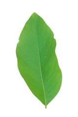 green leaf isolated on white background. Object with clipping path.