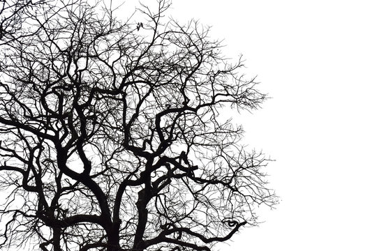 Silhouette of a leafless tree isolated on white background.