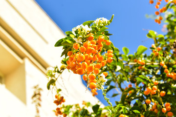 rowan on blue background
