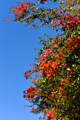 tree with red leaves