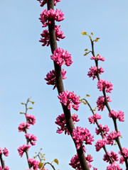 Chinese Redbud branches in bloom