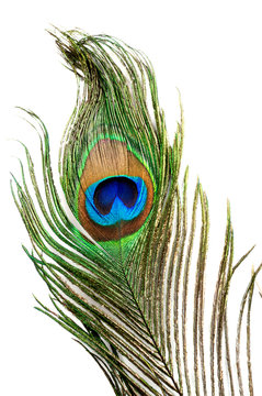 peacock feather eye