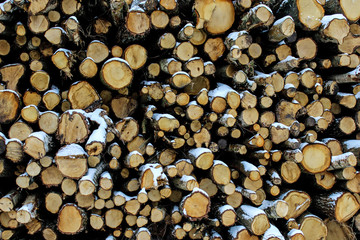 pile of logs in snow