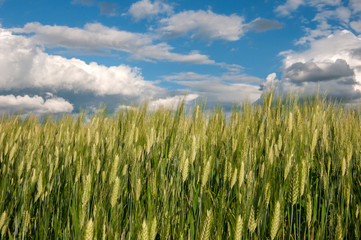 Green wheat plants under blue cloudy sky