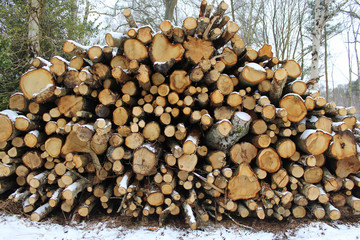 pile of logs in winter