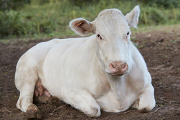 White cow resting in the meadow