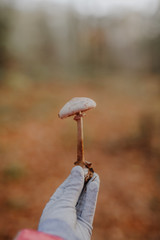CloseUp Of Hand With Mushroom In Forest
