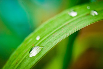 drops on grass
