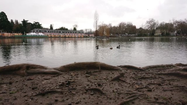 Ducks swimming in pond on a cloudy day and birds flying over water