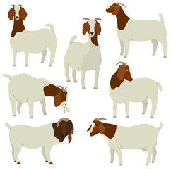 Farming today White & Brown Boer goats Vector illustration Isolated objects