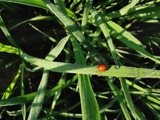 dew on a leaf