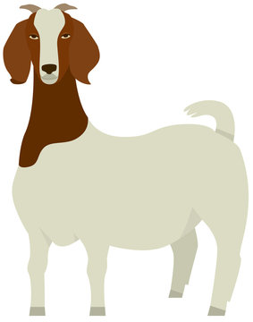 Farming set Boer Goat Breed Vector illustration Isolated object Isolated object