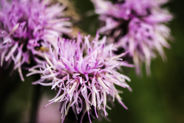 purple flower