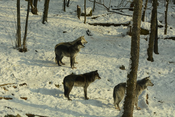 Wolf pack in winter forest