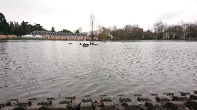 Ducks swimming in pond on a cloudy day