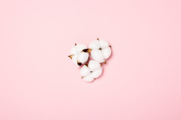 Cotton flowers on a pink background. 100 natural product concept. Flat lay, top view