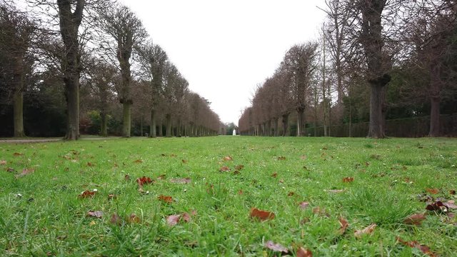 Dead leaves on green grass and trees on a cloudy day