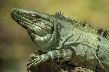 Iguana side shot