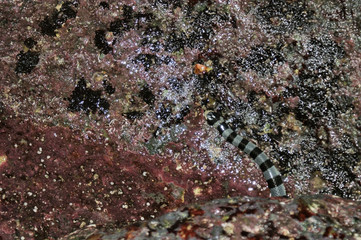 A poisonous snake crawls on the stone. Striped sea krait (Laticauda colubrina). The snake is able to disguise itself well.