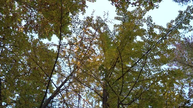 forest tree top rotating