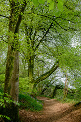 Bluebells at Greencastle Wood Carmarthen Carmarthenshire Wales