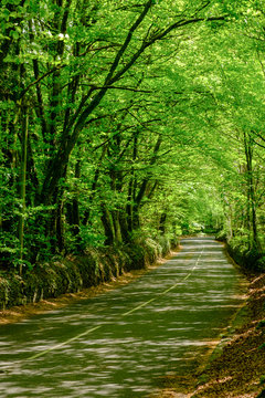 Country road through Spitchwick Woods Spitchwick Dartmoor Devon England