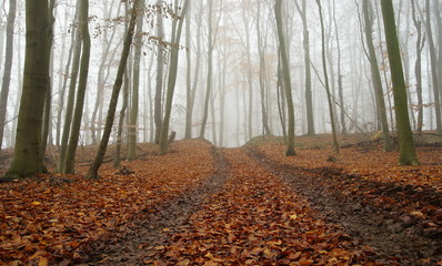 Wald,Nebel,Herbst,Winter,Wetter