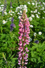 Pink lupin on the background of flowering field in summer sunny day.