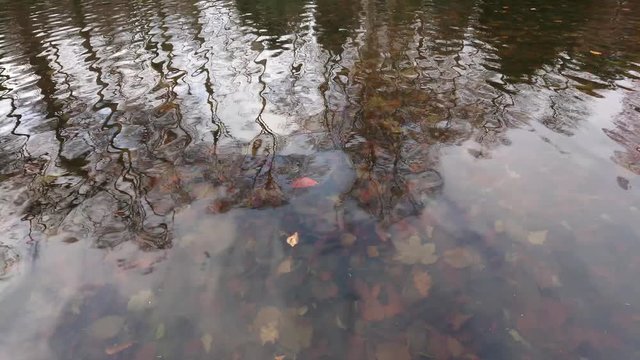 Dead leaves at the bottom of the water and reflections of trees